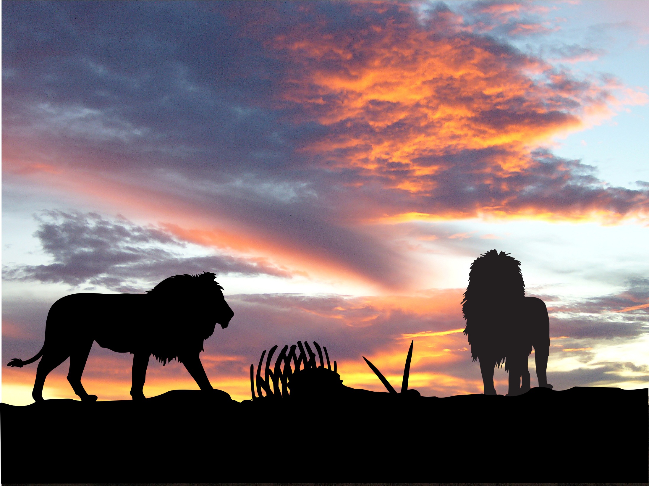 Lions Africa Silhouette Sunset, HD Animals, 4k Wallpaper, Image, Background, Photo and Picture