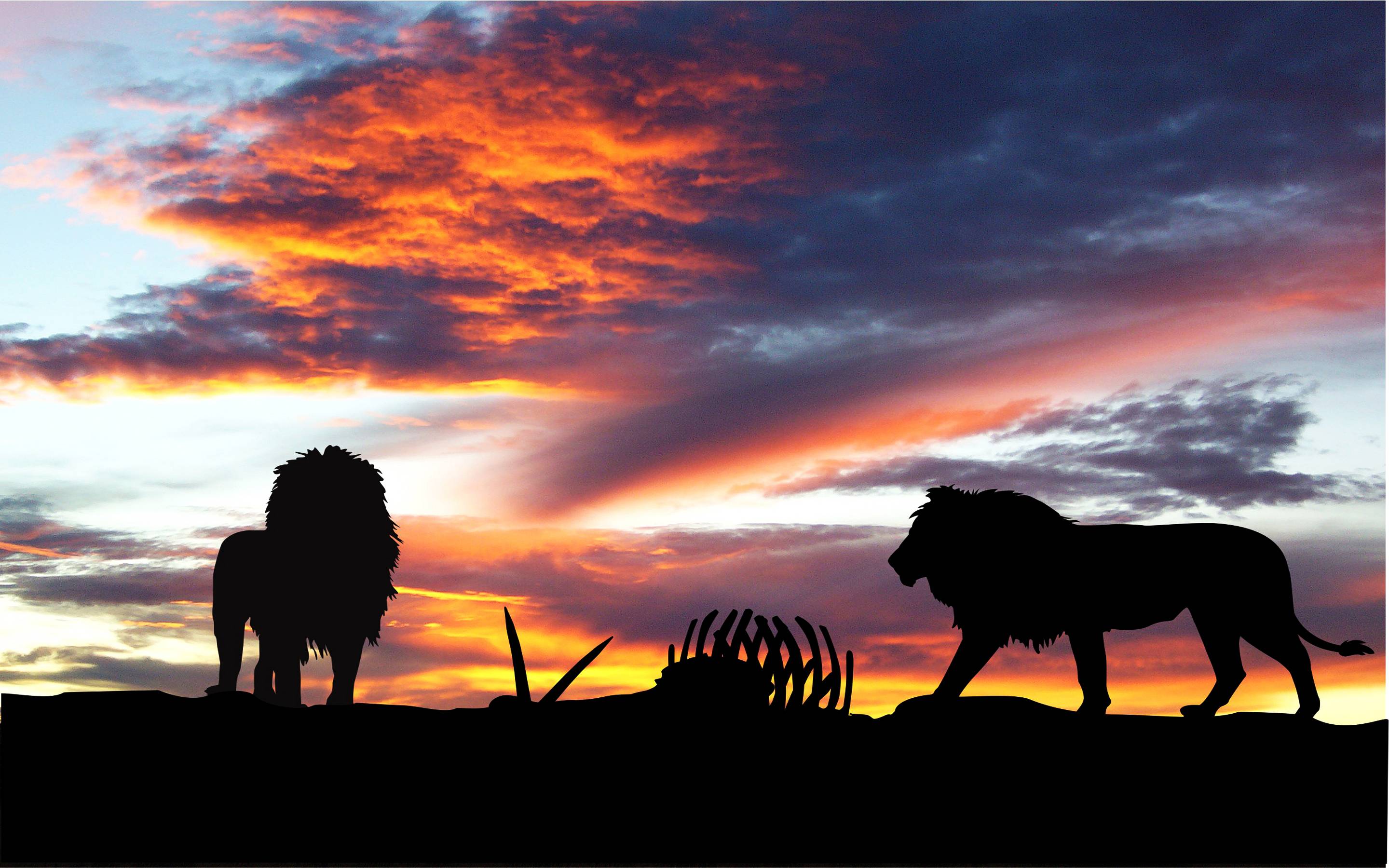 Africa Lion Sunset Wallpaper, HD Africa Lion Sunset Background on WallpaperBat