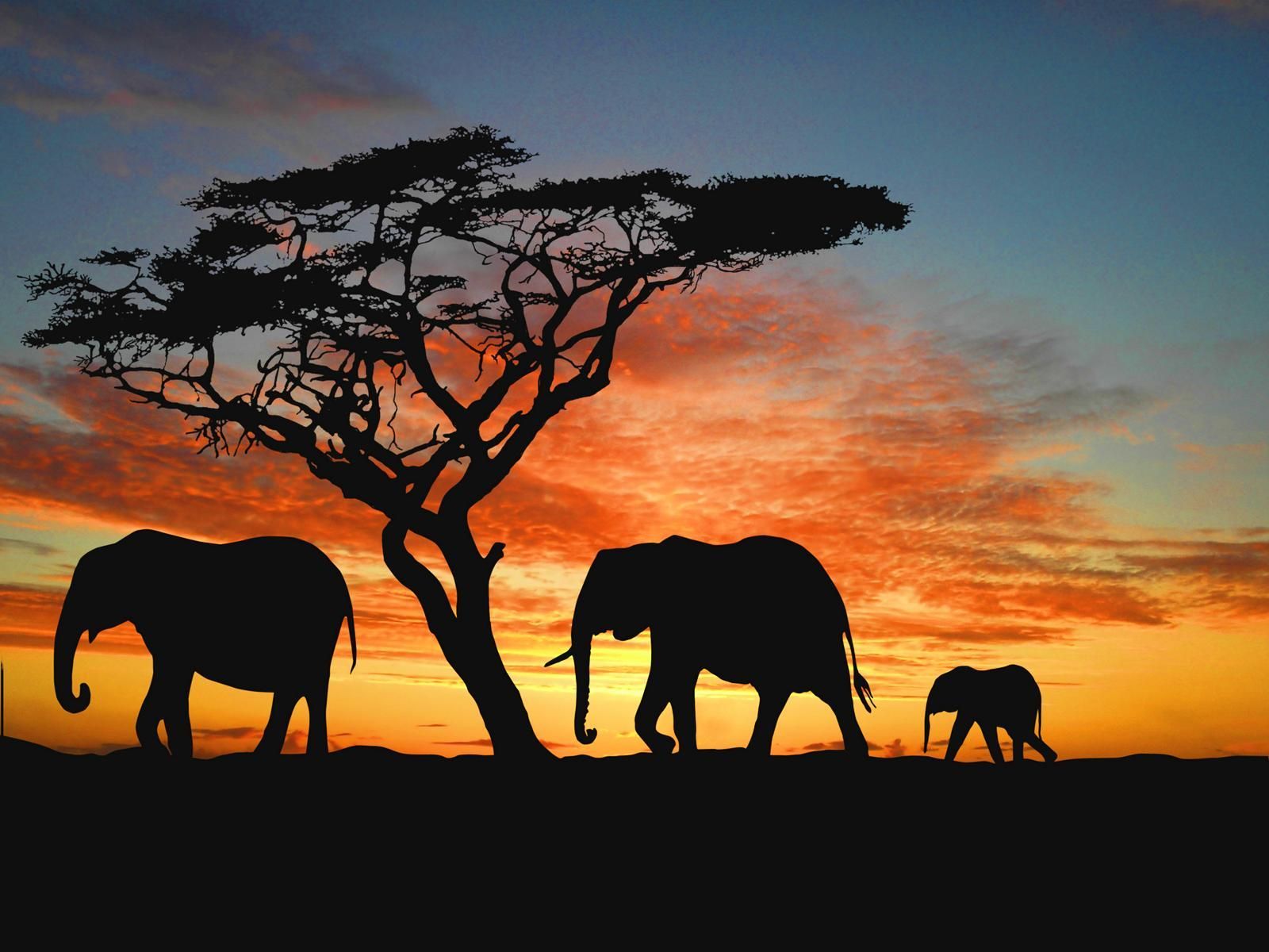 African Sunset Wallpaper
