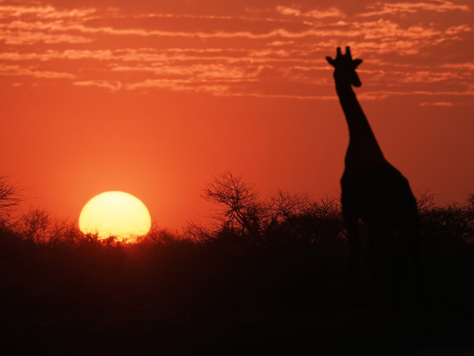 African Sunset desktop wallpaper. Africa sunset, Sunset wallpaper, Sunset