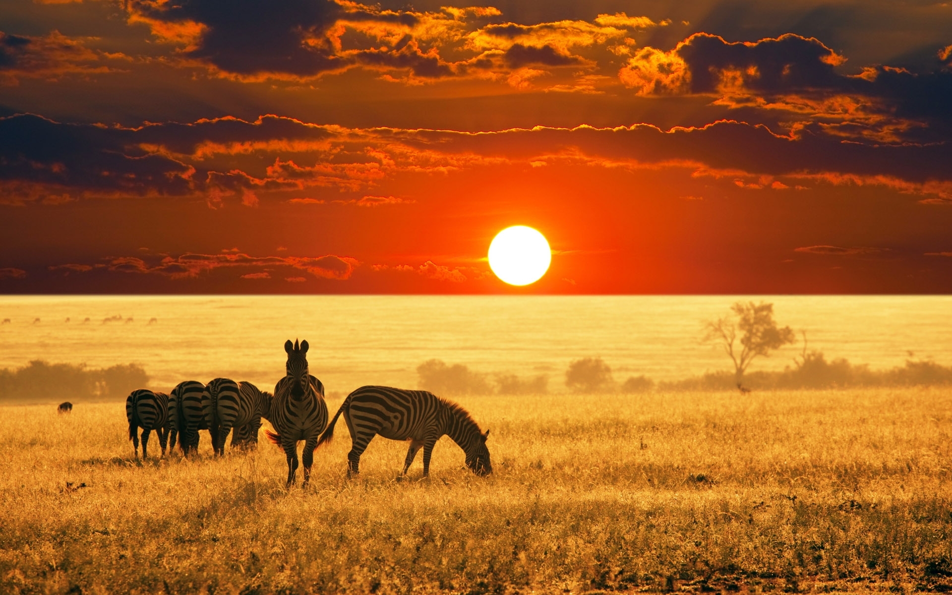 Savannah Africa Zebras Sunset wallpaper. Savannah Africa Zebras Sunset