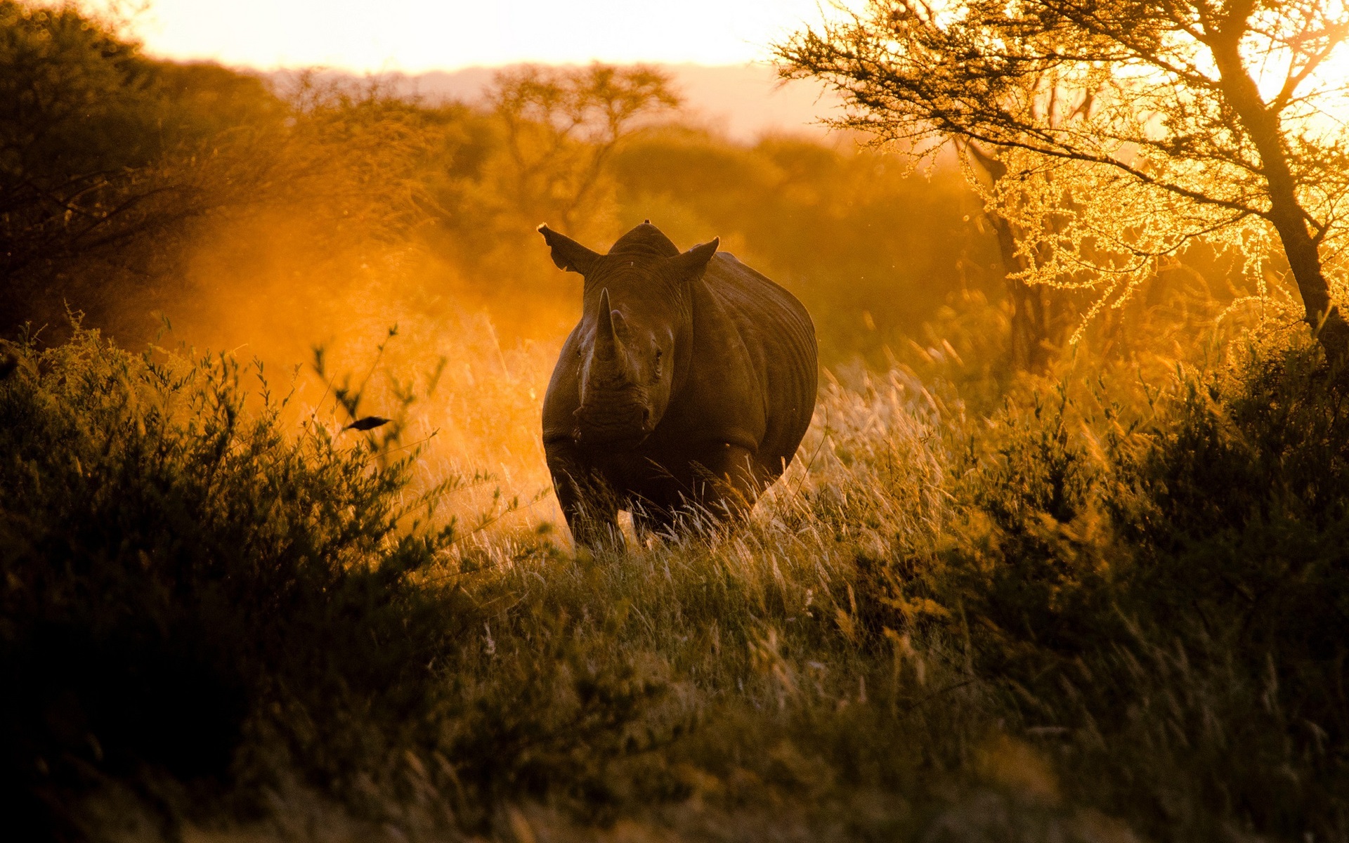 Wallpaper African, sunset, sunlight, rhinoceros 1920x1200 HD Picture, Image