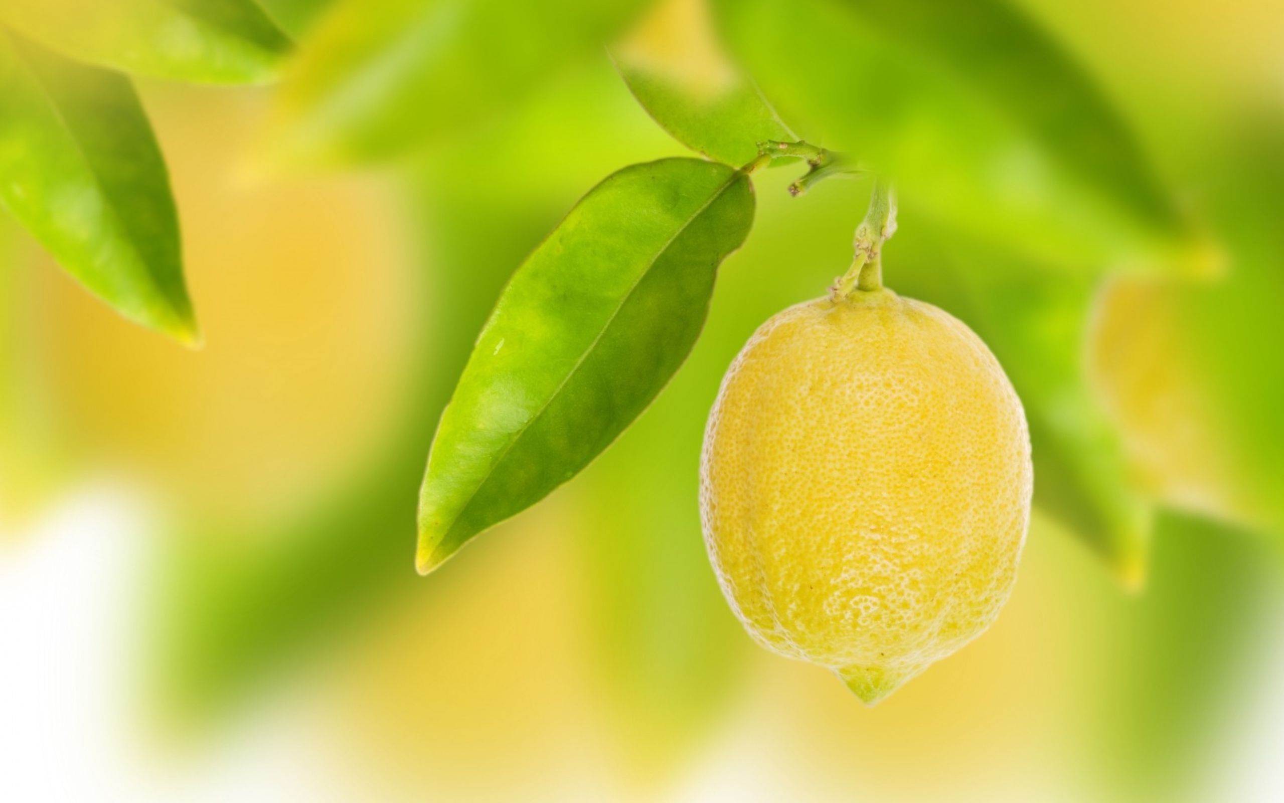 Free Lemon Wallpaper