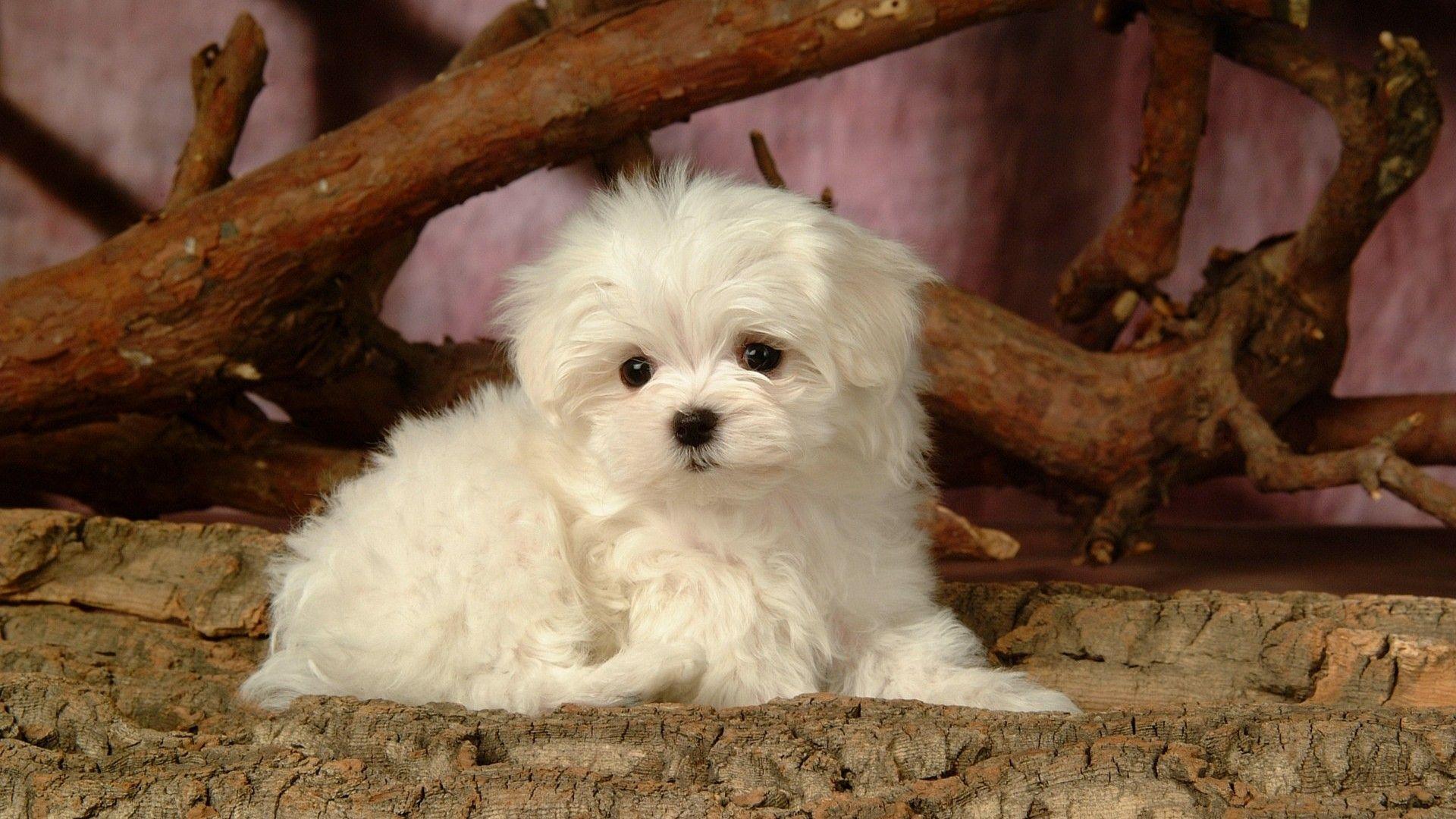Fluffy Dog Wallpaper
