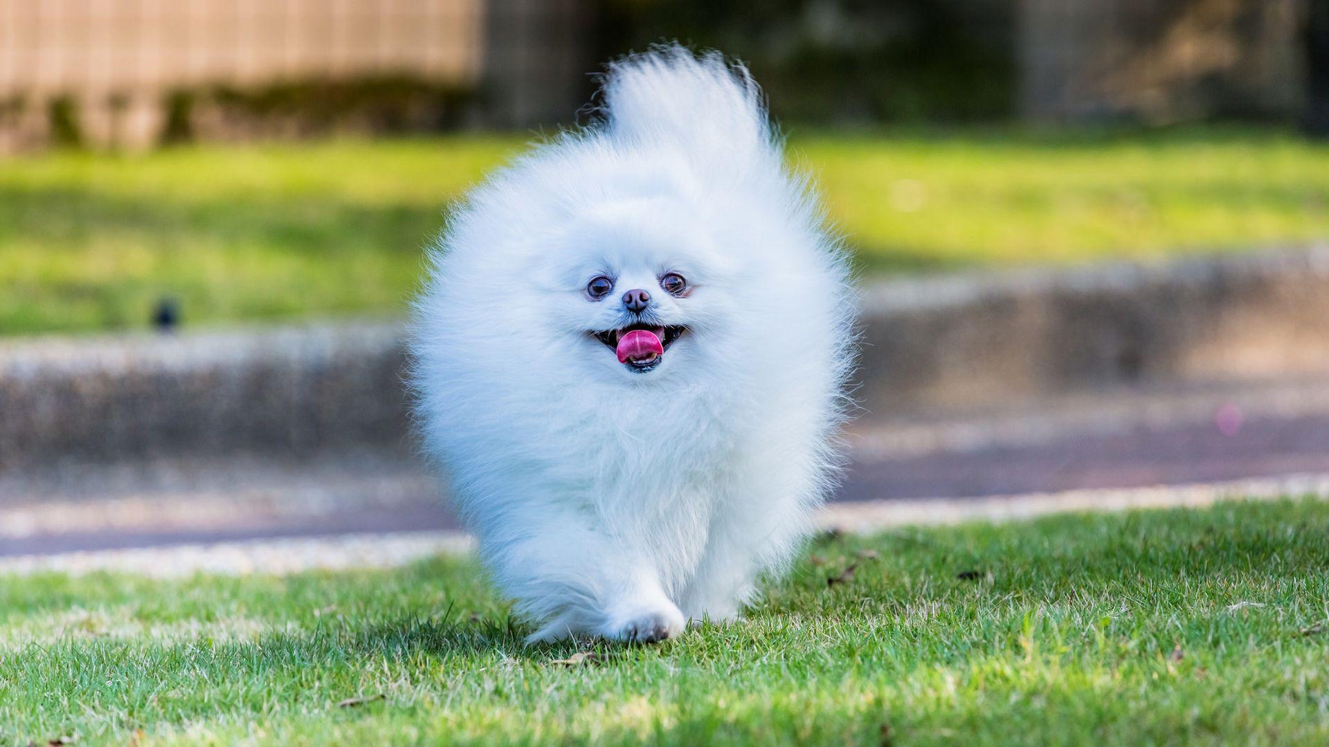 Fluffy Dog Wallpaper
