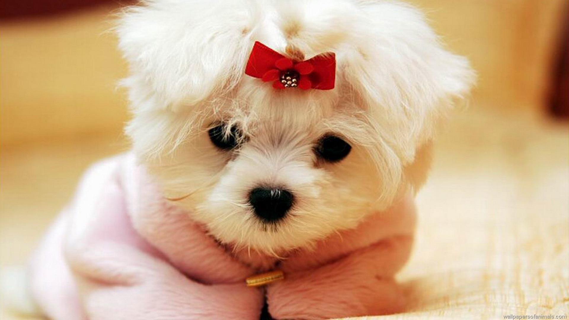 Fluffy Dog Wallpaper