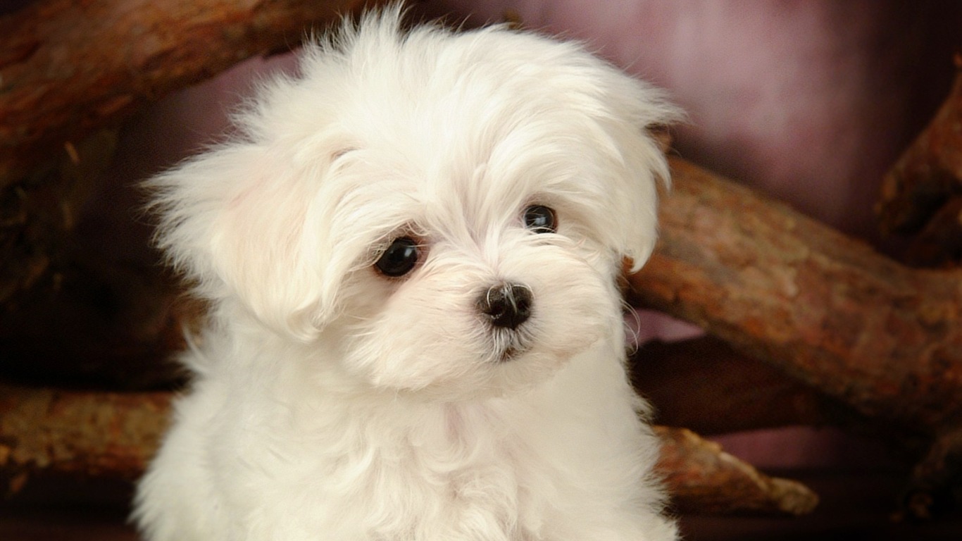 Furry Puppy HD Wallpaper