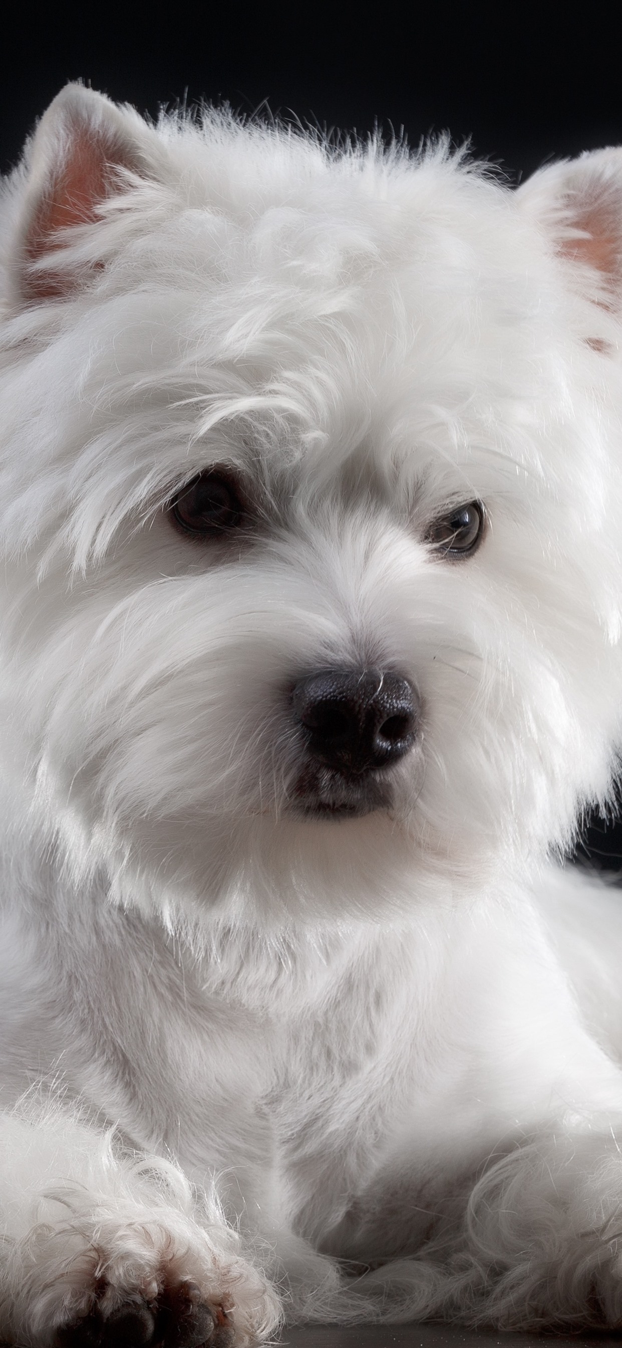 iPhone Wallpaper Furry White Dog, Black Background Highland White Terrier