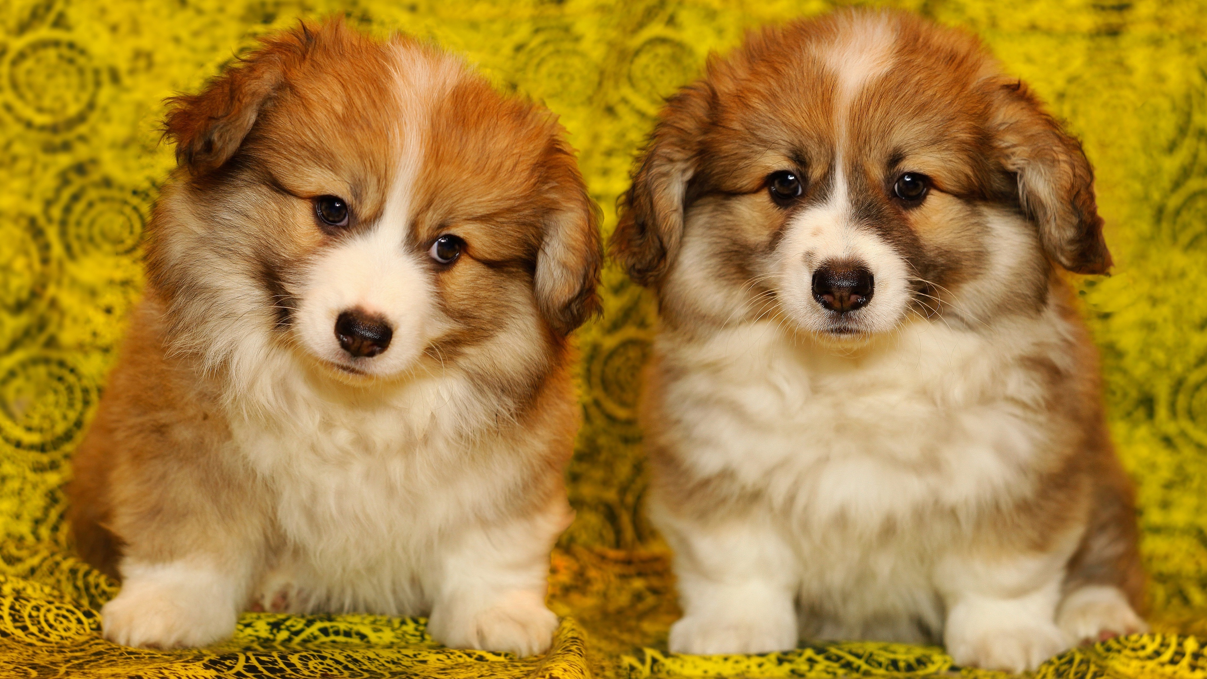 Wallpaper Two Cute Puppies, Furry Dog Corgi Puppies