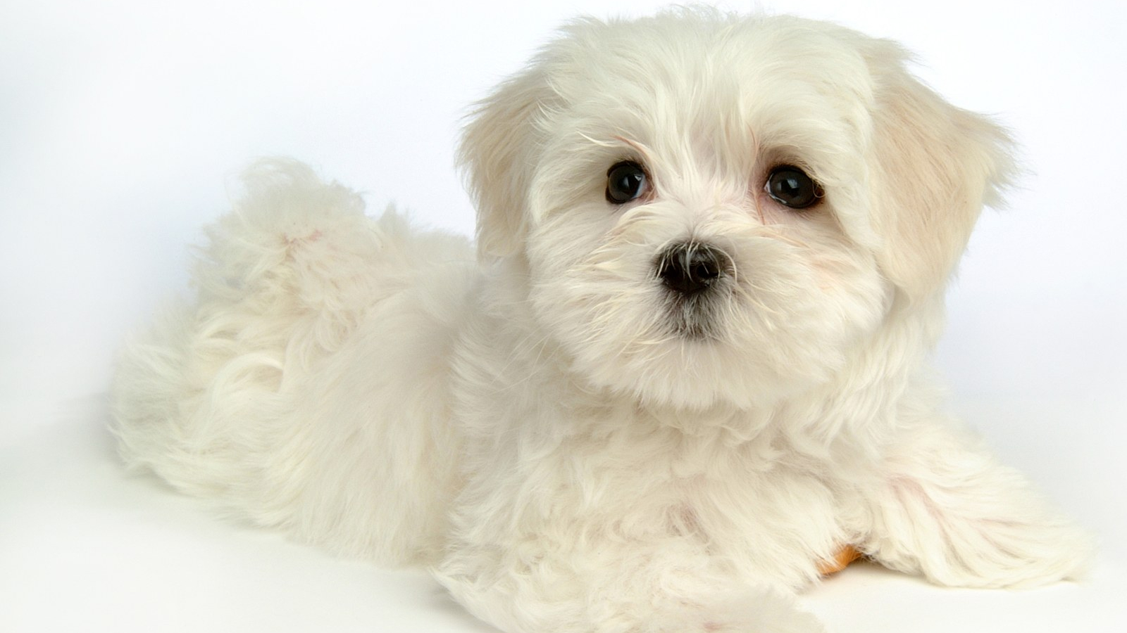Free download Fluffy Maltese Puppy Dogs White Maltese Puppies wallpaper 16001200 [1600x1200] for your Desktop, Mobile & Tablet. Explore Cute Fuzzy Wallpaper. Cute Fuzzy Wallpaper, Fuzzy Wallpaper, Get Fuzzy Wallpaper