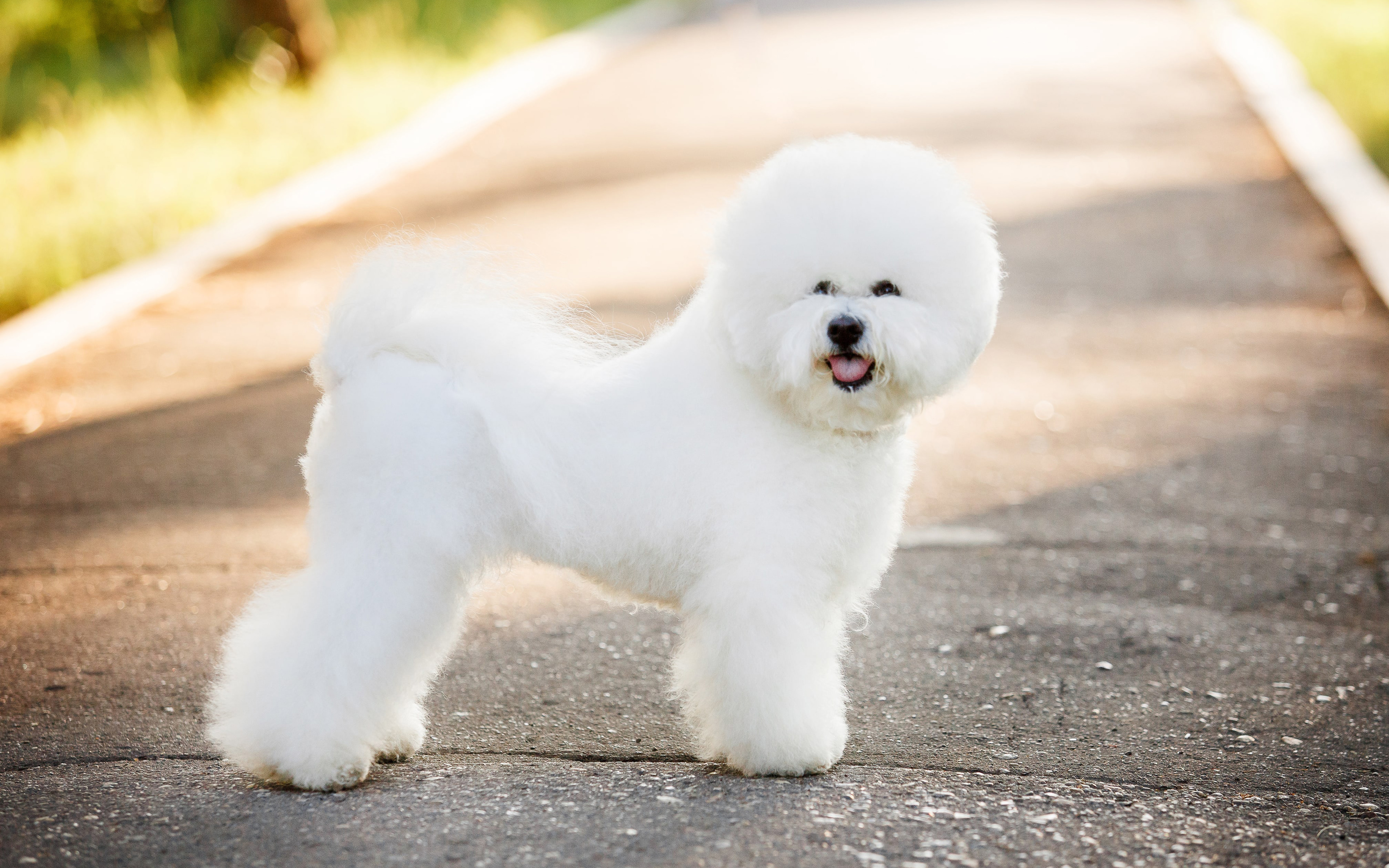 Download wallpaper Bichon Frise, 4k, furry dog, pets, dogs, cute animals, white dog, Bichon Frise Dog for desktop with resolution 3840x2400. High Quality HD picture wallpaper