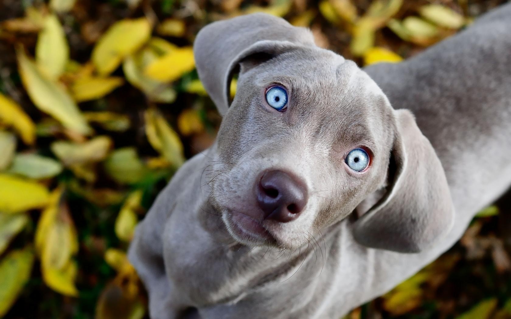 blue eyes animals gray dogs mammals furry High Quality Wallpaper, High Definition Wallpaper