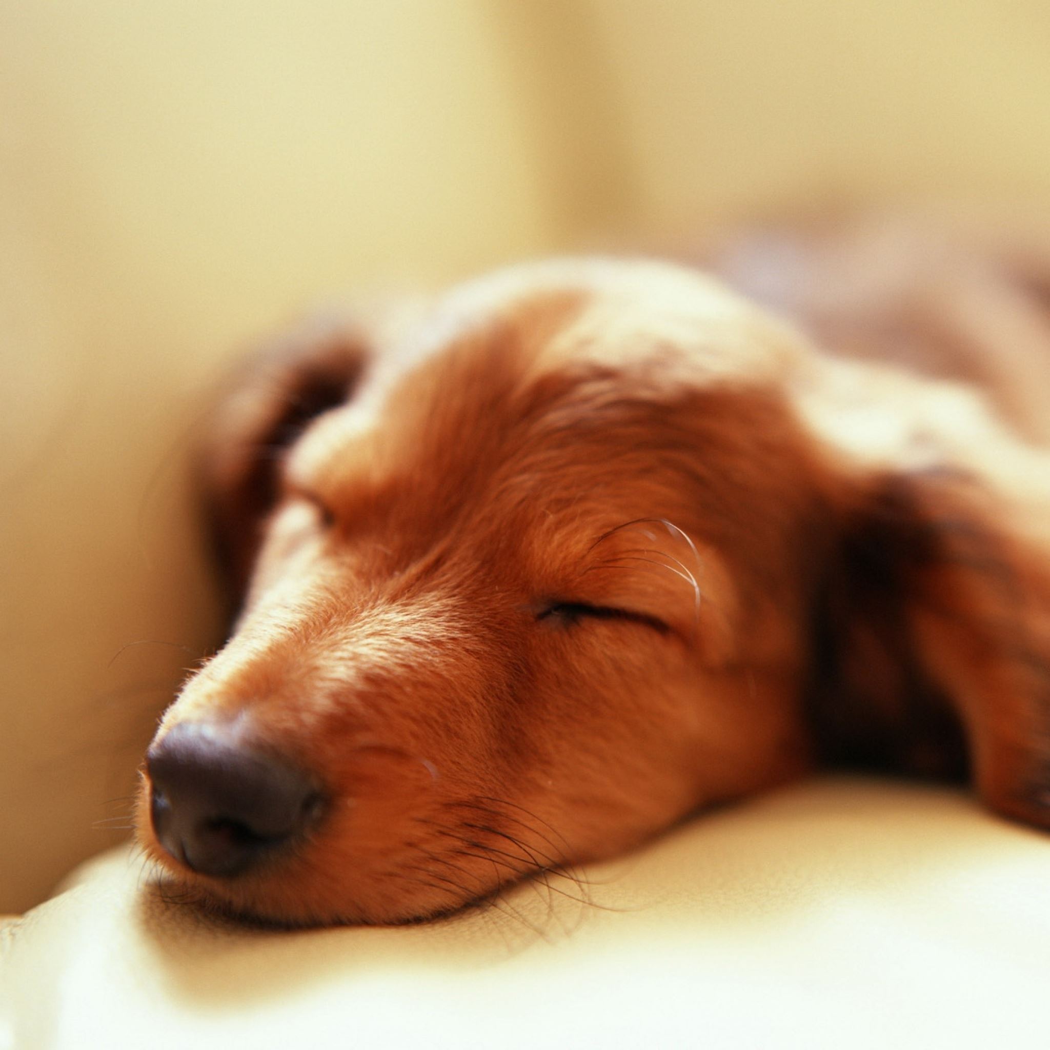 Dog sleep fluffy iPad Air Wallpaper Free Download