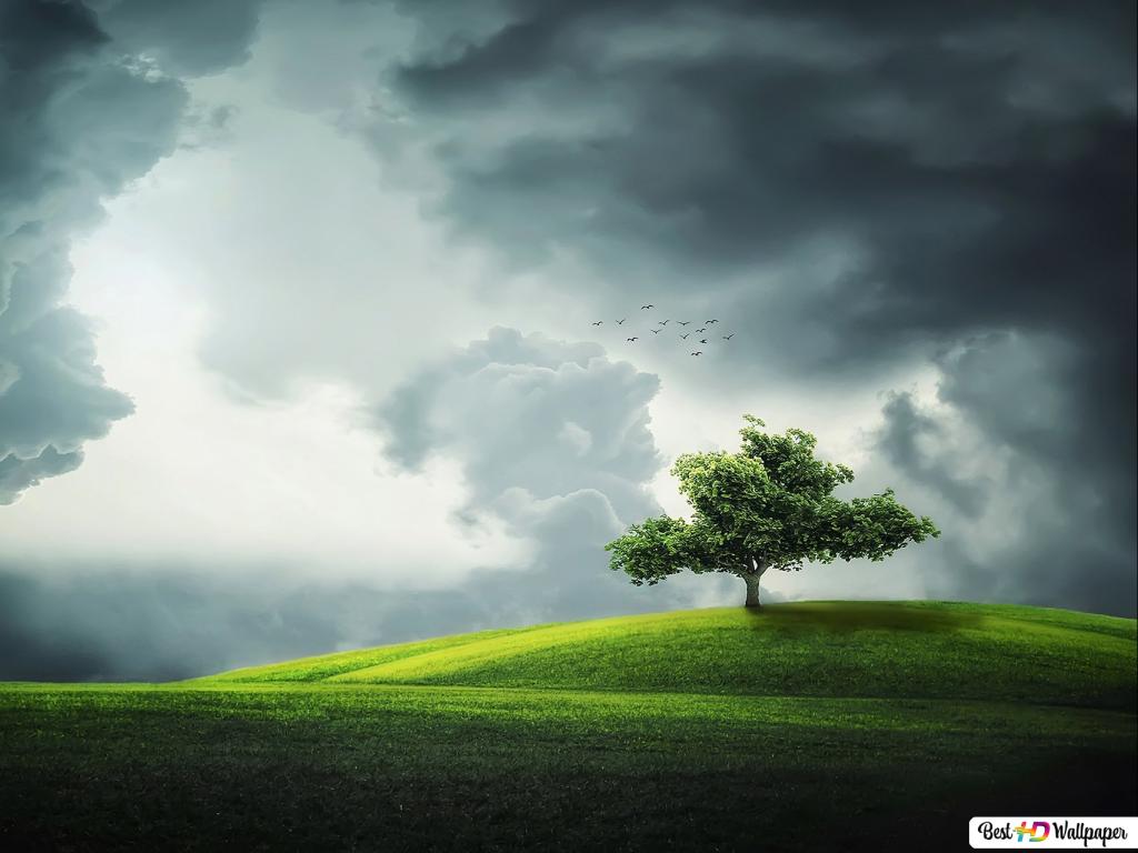 tree landscape in cloudy weather HD wallpaper download