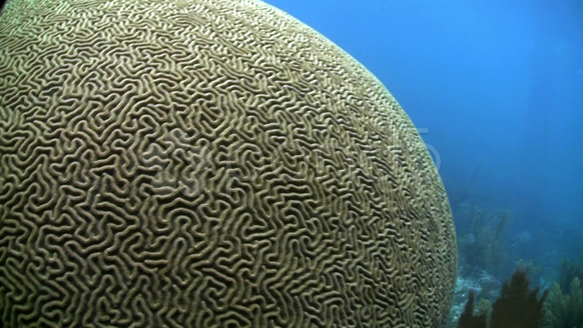 Free photo: Brain Coral, Coral, Invertebrate