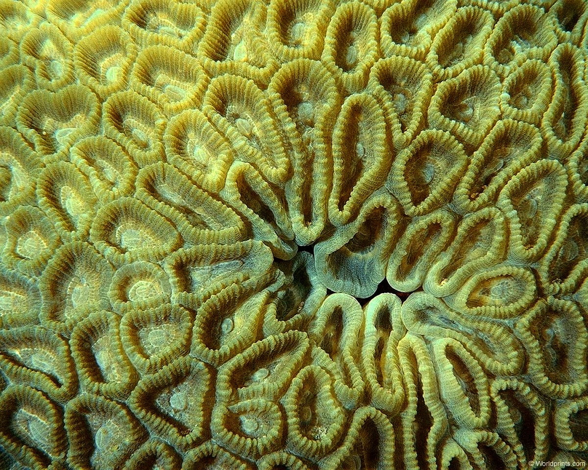 Brain coral wallpaper HD. Download Free background