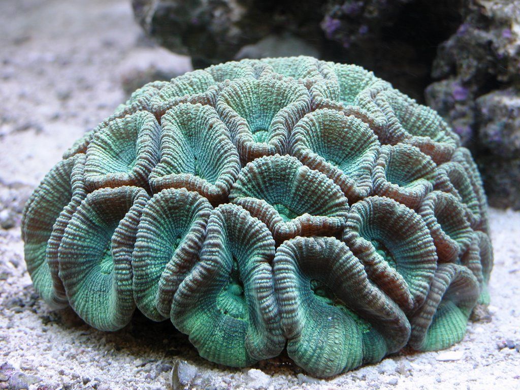 Moon Coral. Coral reef photography, Brain coral, Sea coral