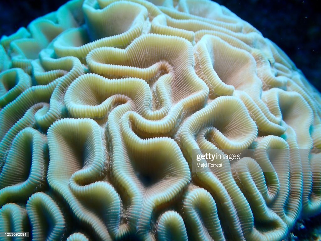 Brain Coral Wallpapers - Wallpaper Cave
