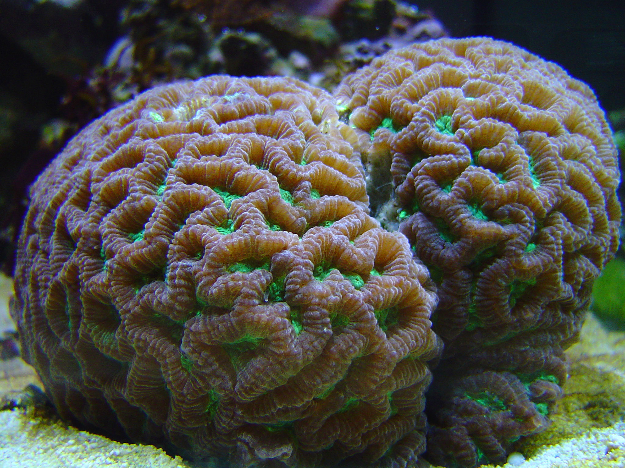 Коралл мозговик