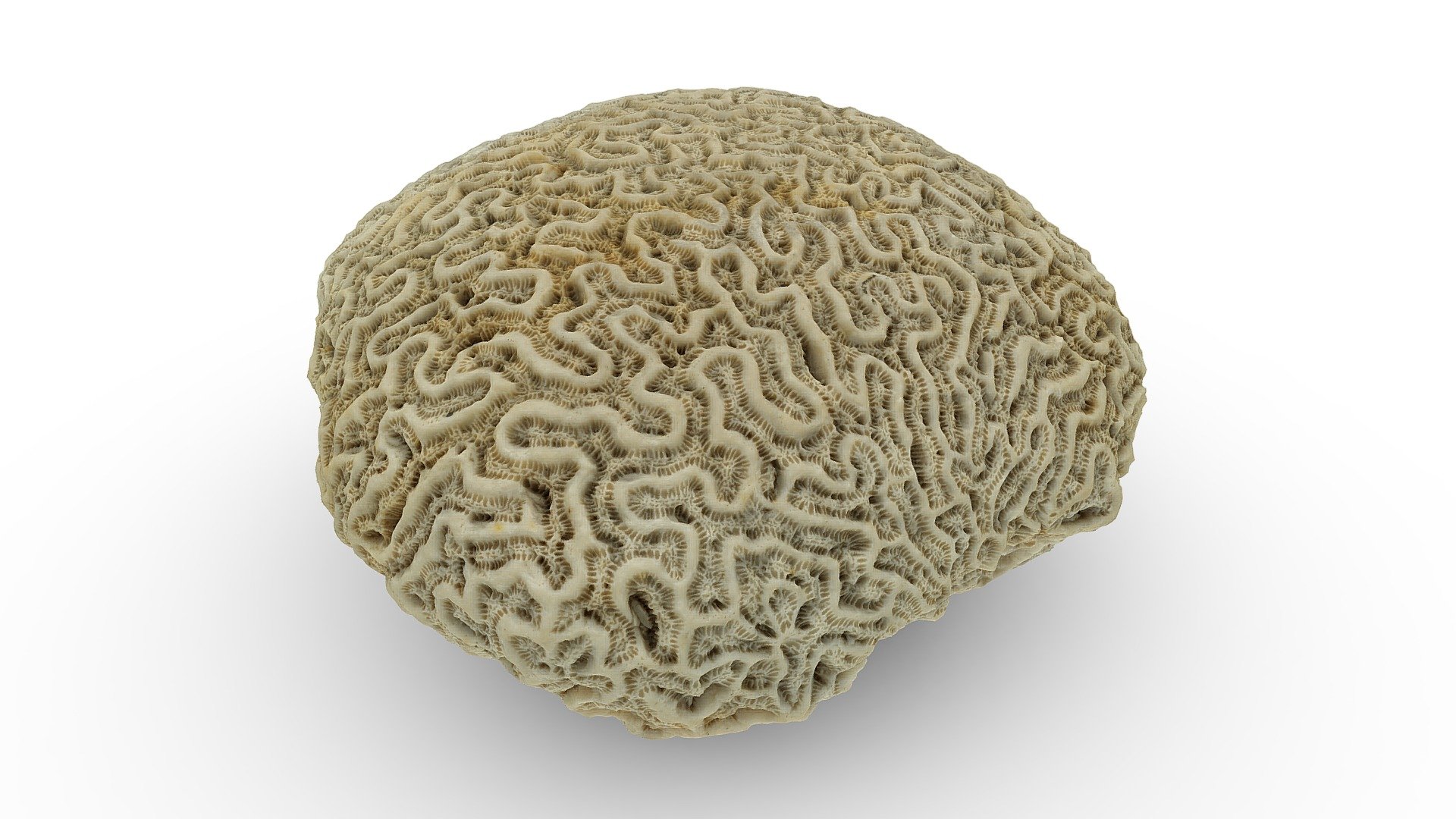 Brain Coral (dead) Royalty Free 3D model by Abby Crawford [d77a46a]