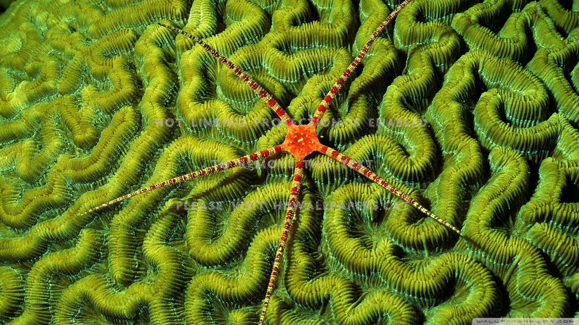 Brain Coral Wallpapers - Wallpaper Cave