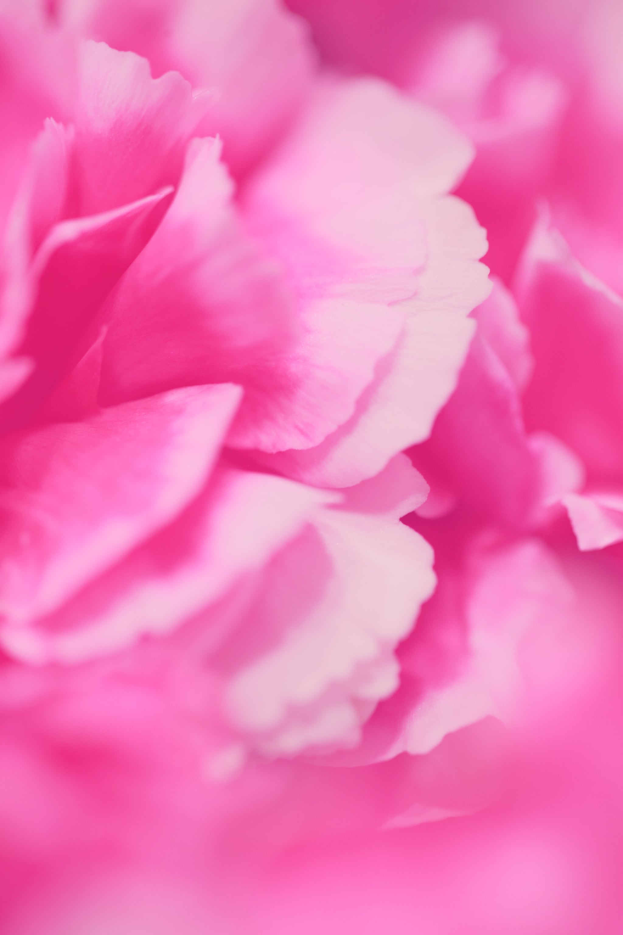 Pink Petals Valentine's Day iPhone Wallpaper. The Dreamiest iPhone Wallpaper For Valentine's Day That Fit Any Aesthetic