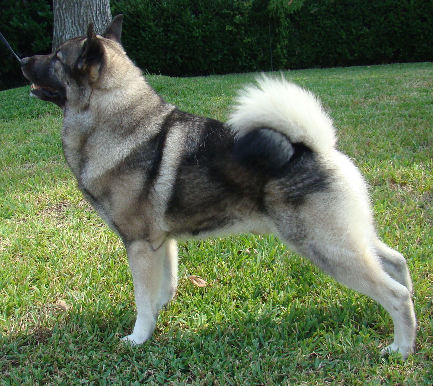 norwegian elkhound. Add photo Lovely Norwegian Elkhound dog in your blog:. Norwegian elkhound, Dog photo, Dog breeds