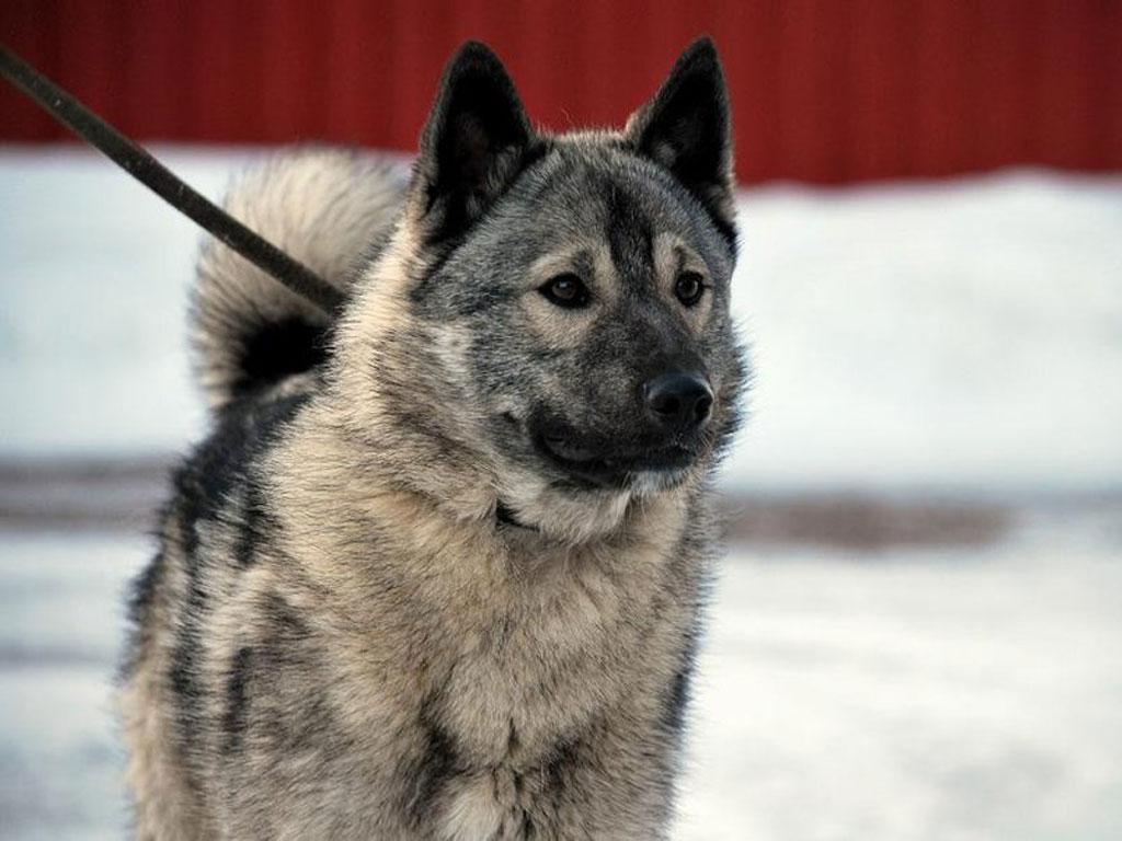 Norwegian Elkhound Wallpaper HD Download