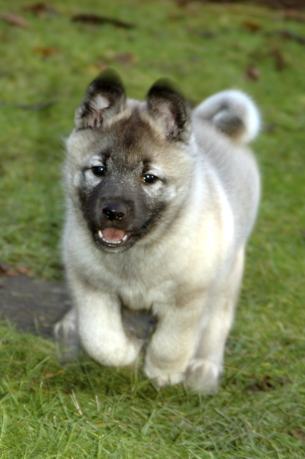 Elkhound Gallery