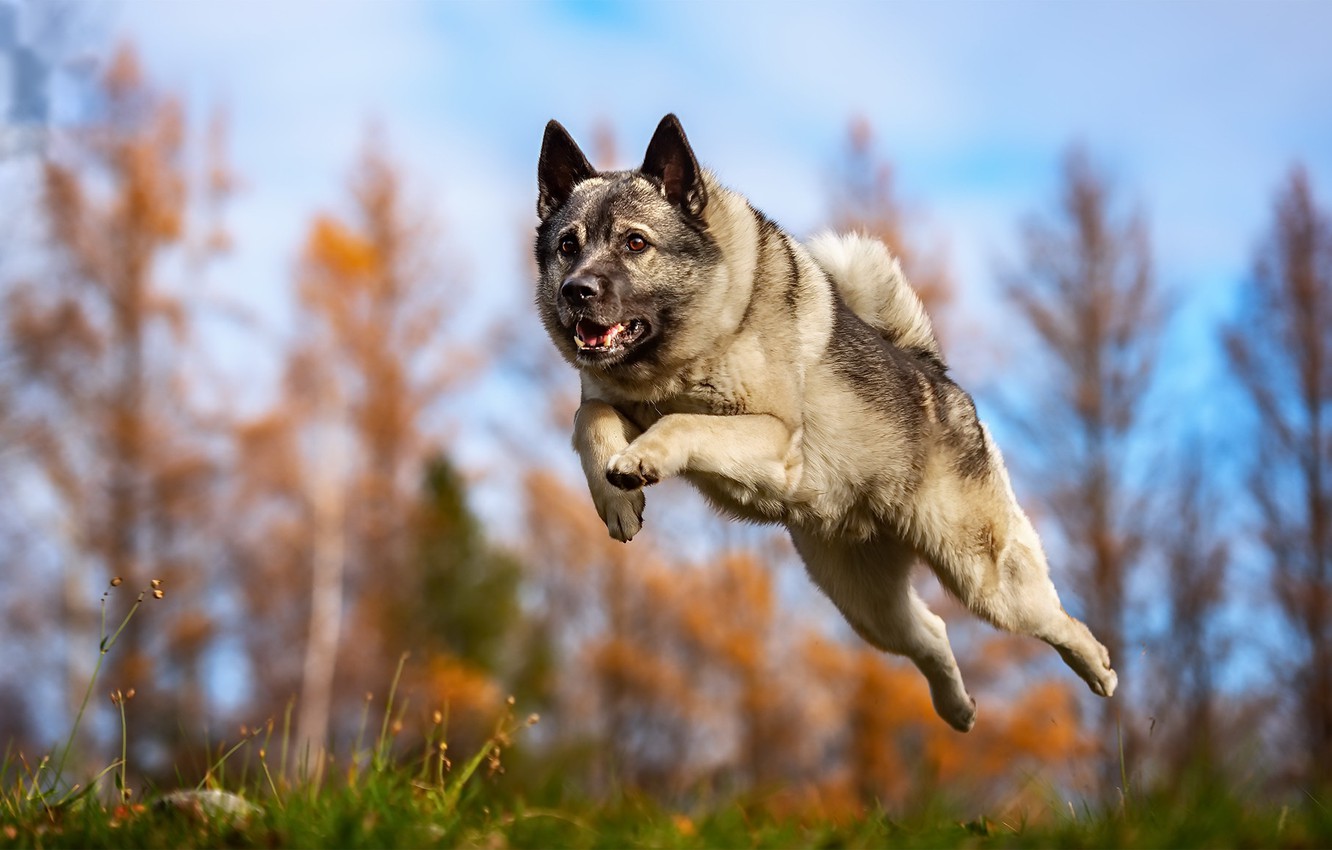 Wallpaper each, dog, running image for desktop, section собаки