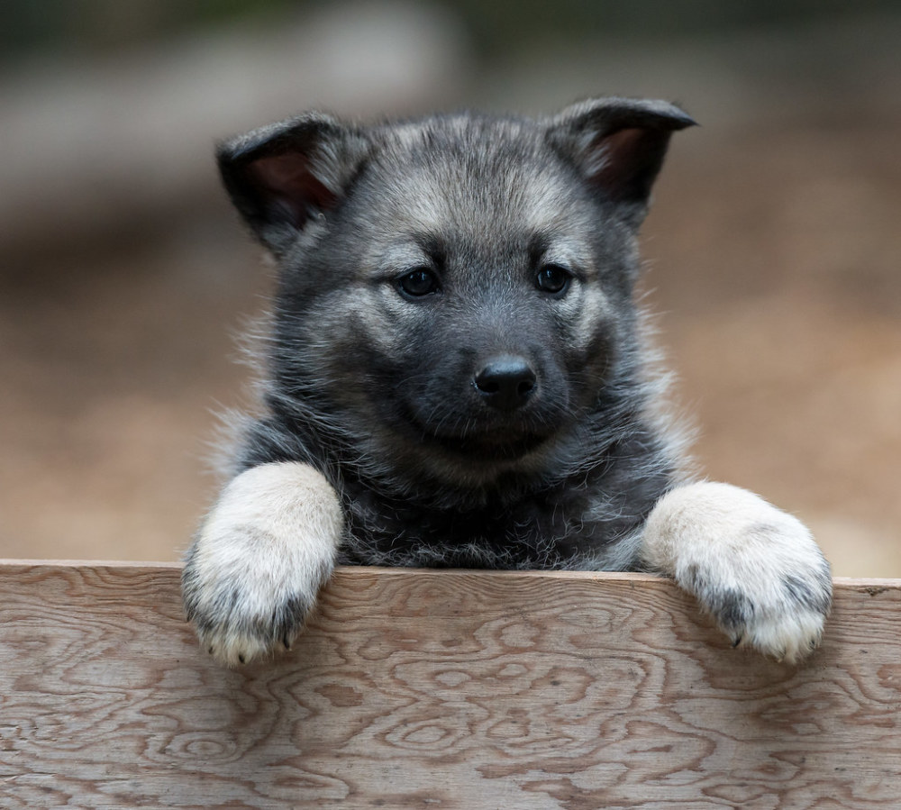 Norwegian Elkhound puppies, training and more