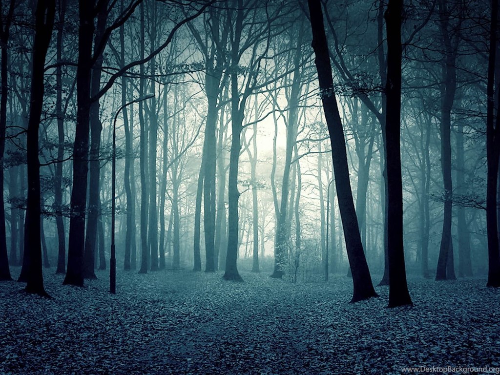 Wallpaper: Twilight Forest Desktop Background