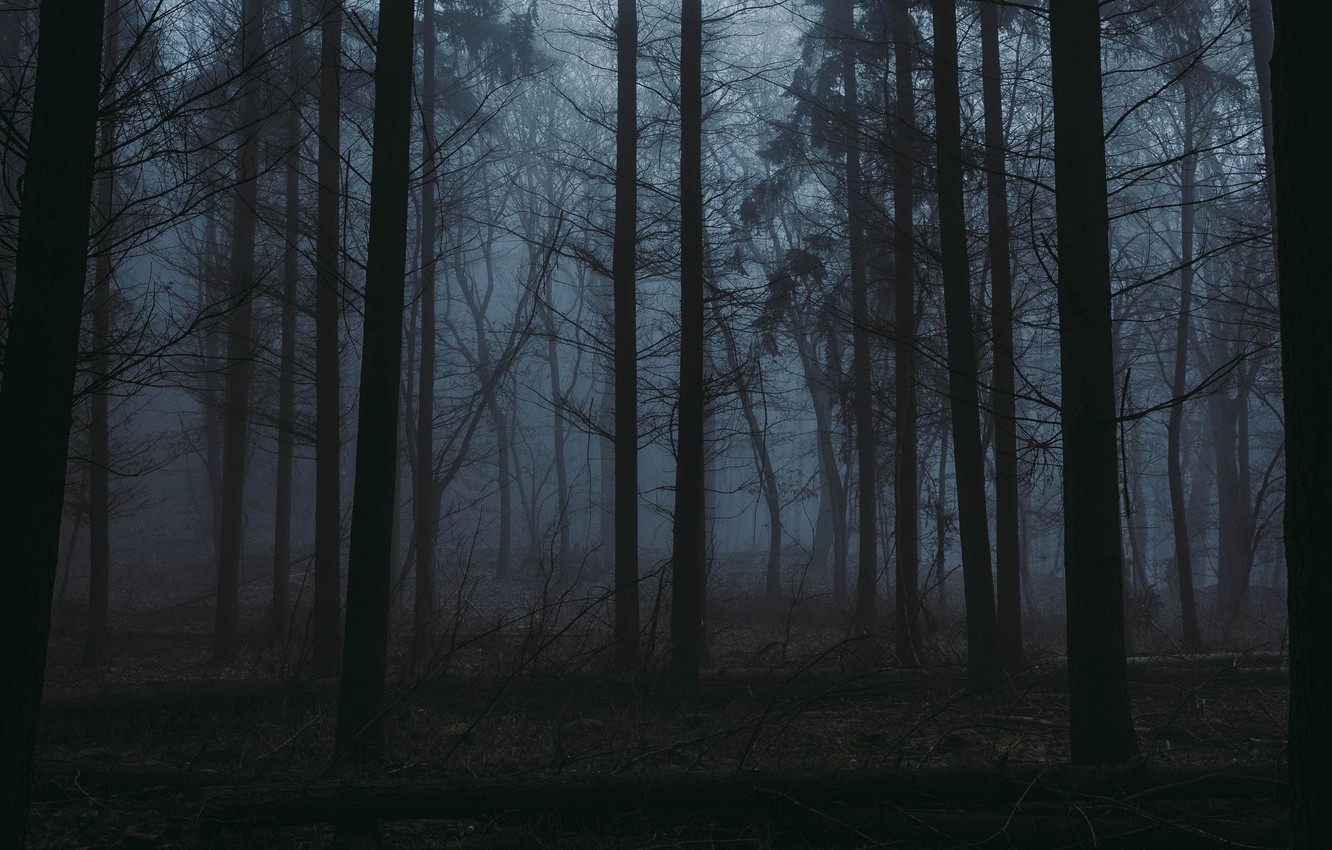 Wallpaper forest, trees, nature, fog, twilight image for desktop, section природа