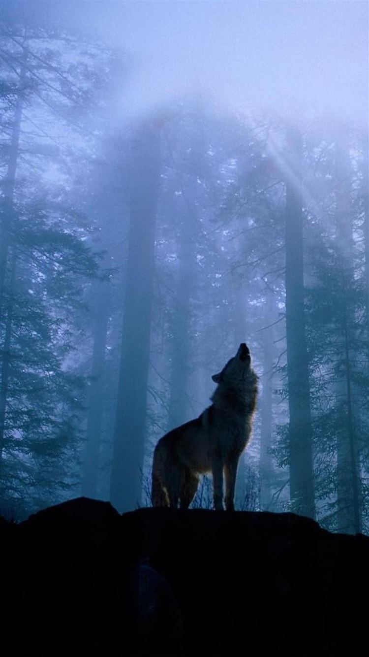 Twilight Foggy Forest Wolf Howl iPhone 8 Wallpaper Free Download