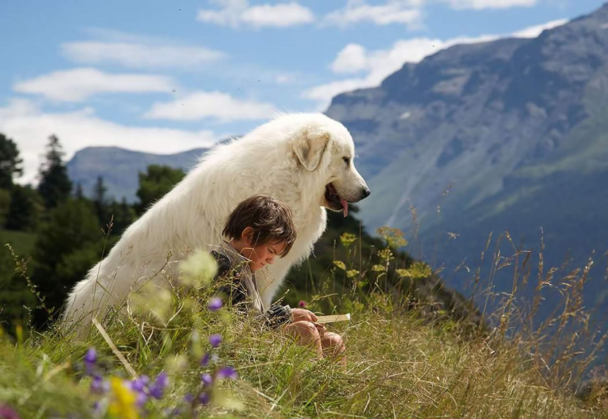 Belle Et Sebastien Animal Trainer Movie News