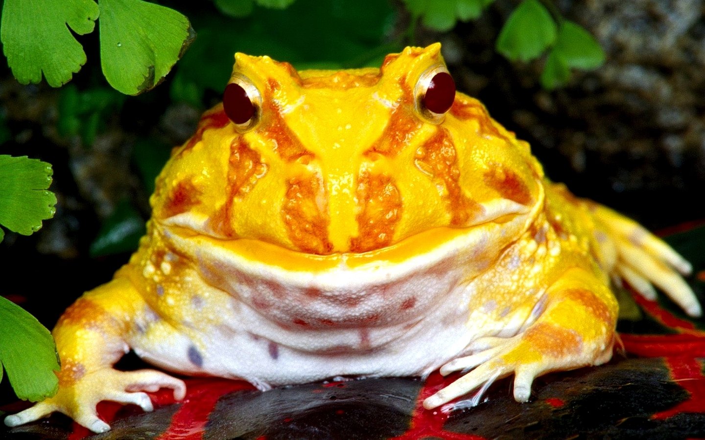 Albino Pacman Frog HD Wallpaper and Background Image