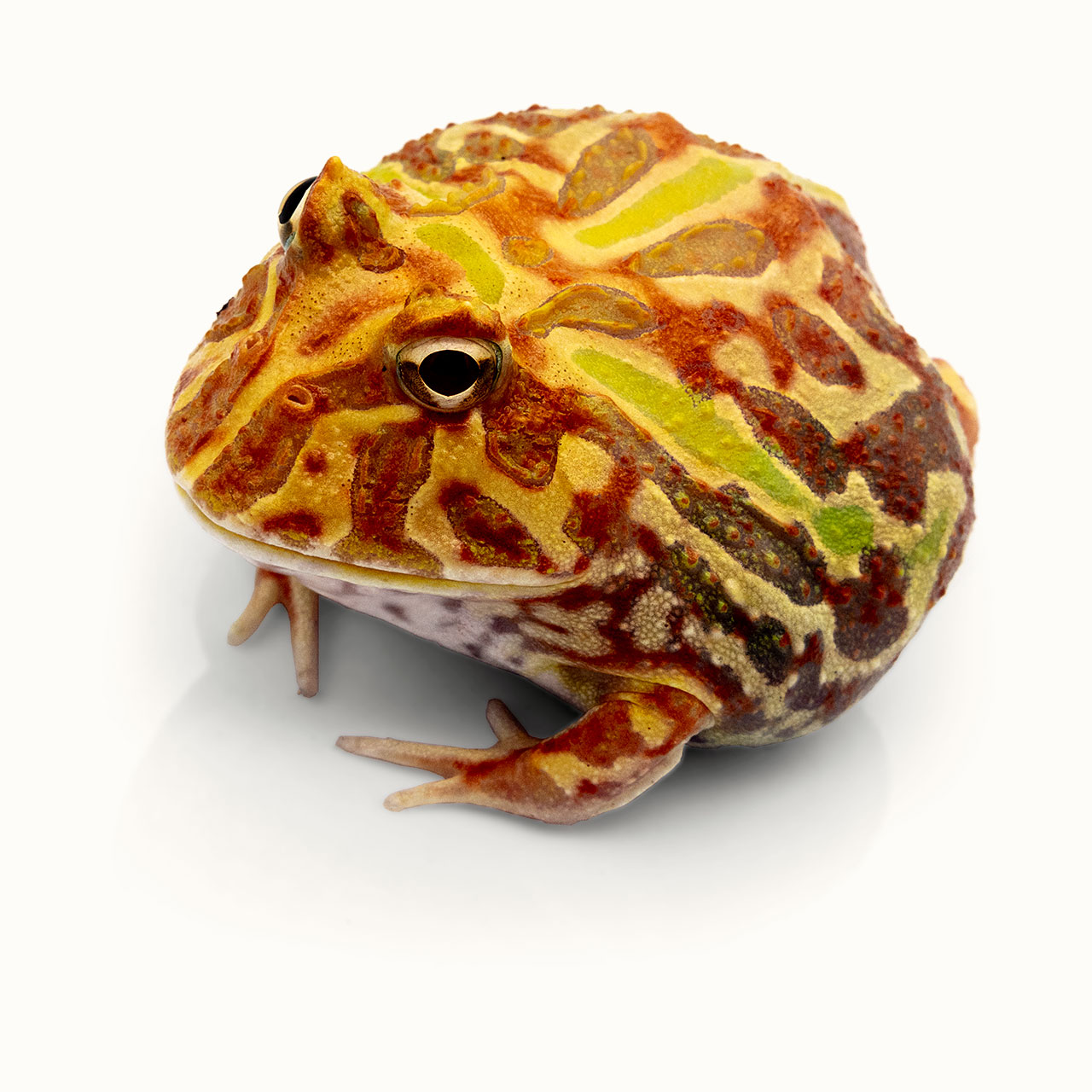 Pacman Frog Photo