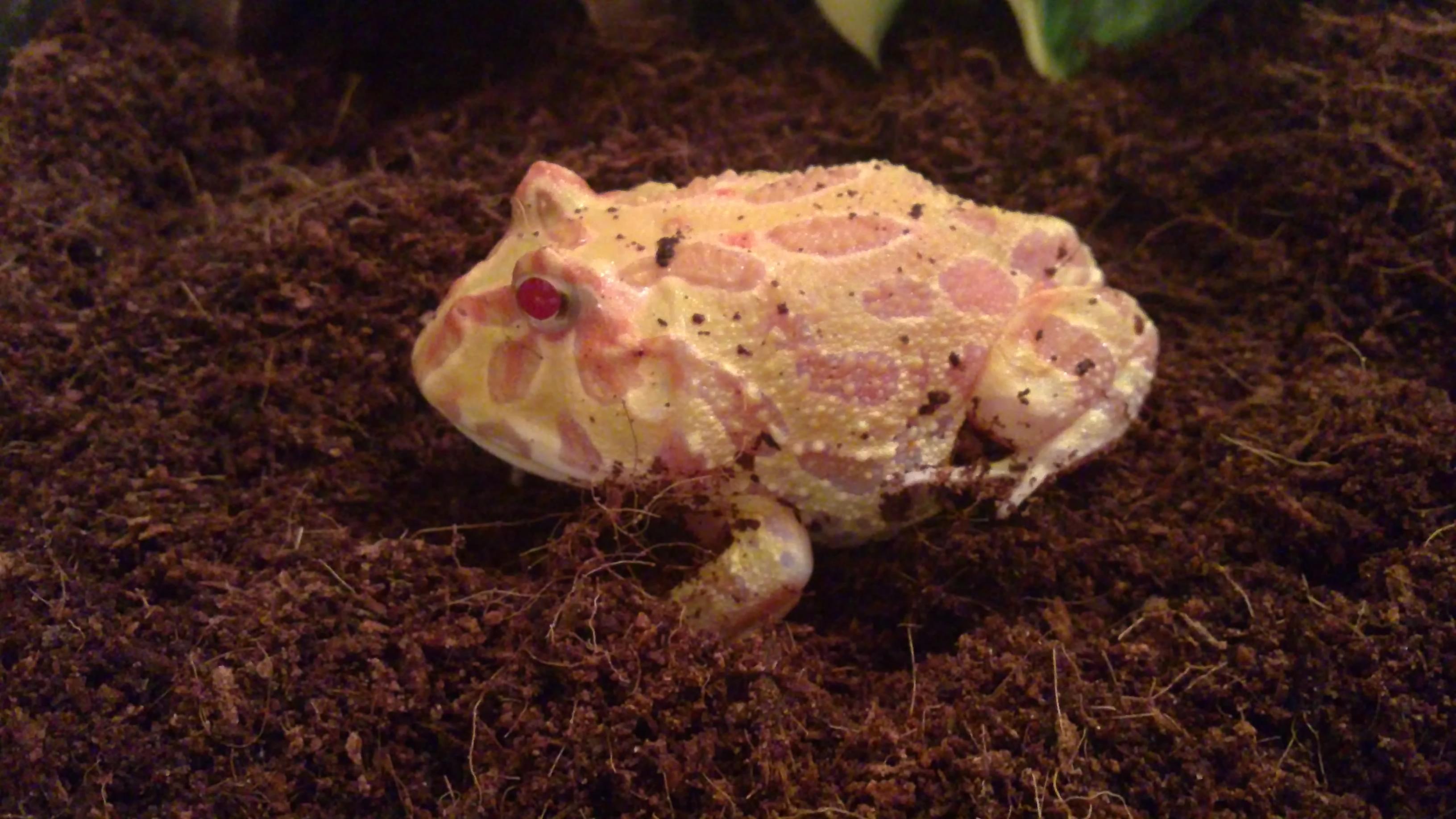 Pac Man Frog HD Wallpaper