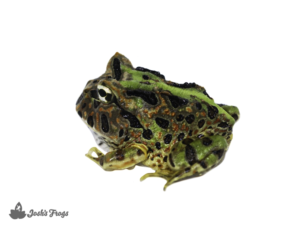 Brazilian Horned Pacman Frog aurita (Captive Bred CBP) B13. Josh's Frogs