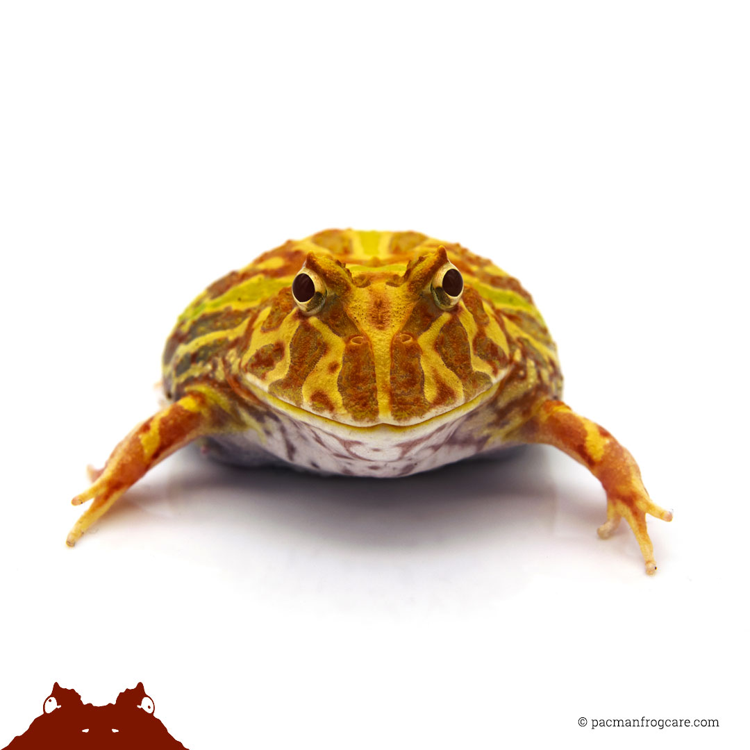 Pacman Frog Photo