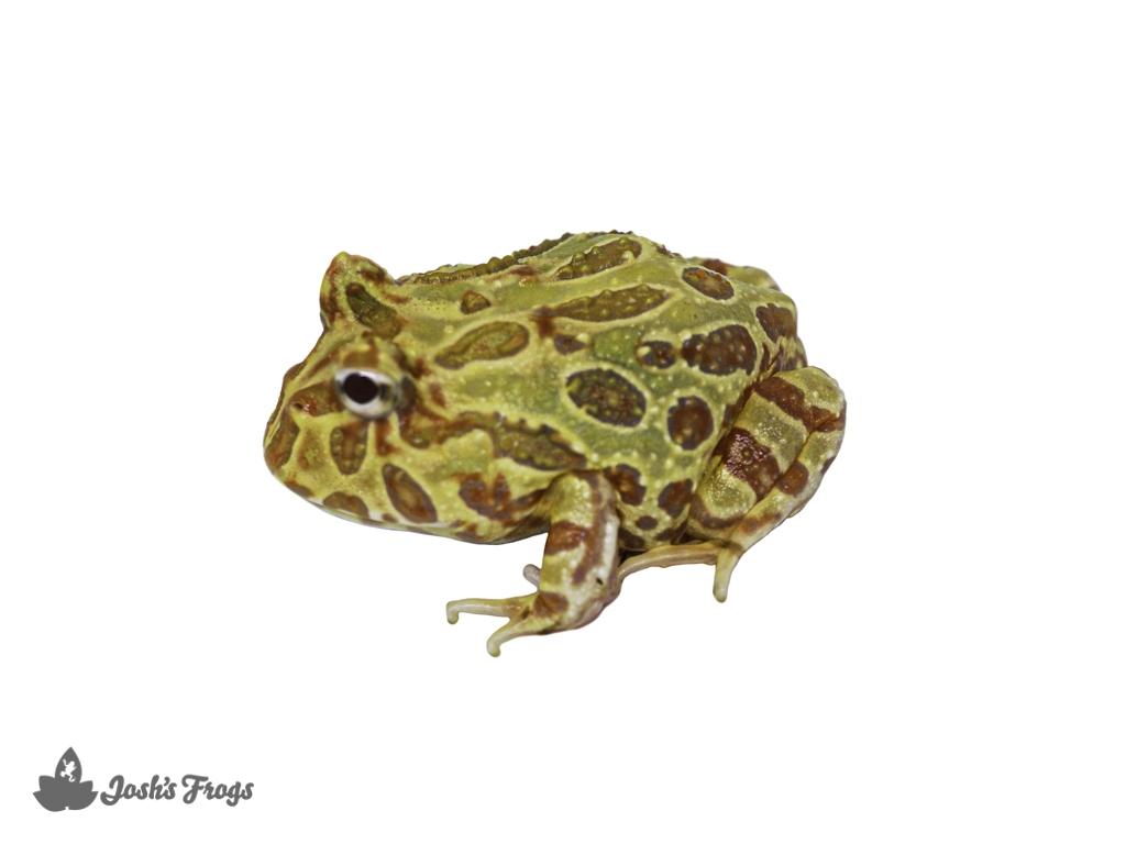 Albino Pac Man Frog Cranwelli (Captive Bred CBP) B14. Josh's Frogs