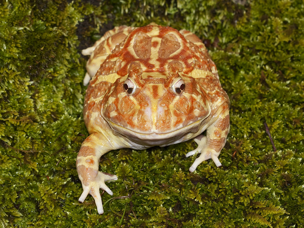 Pacman Frog, Argentine Wide Mouth Frog, Ceratophrys Ornata