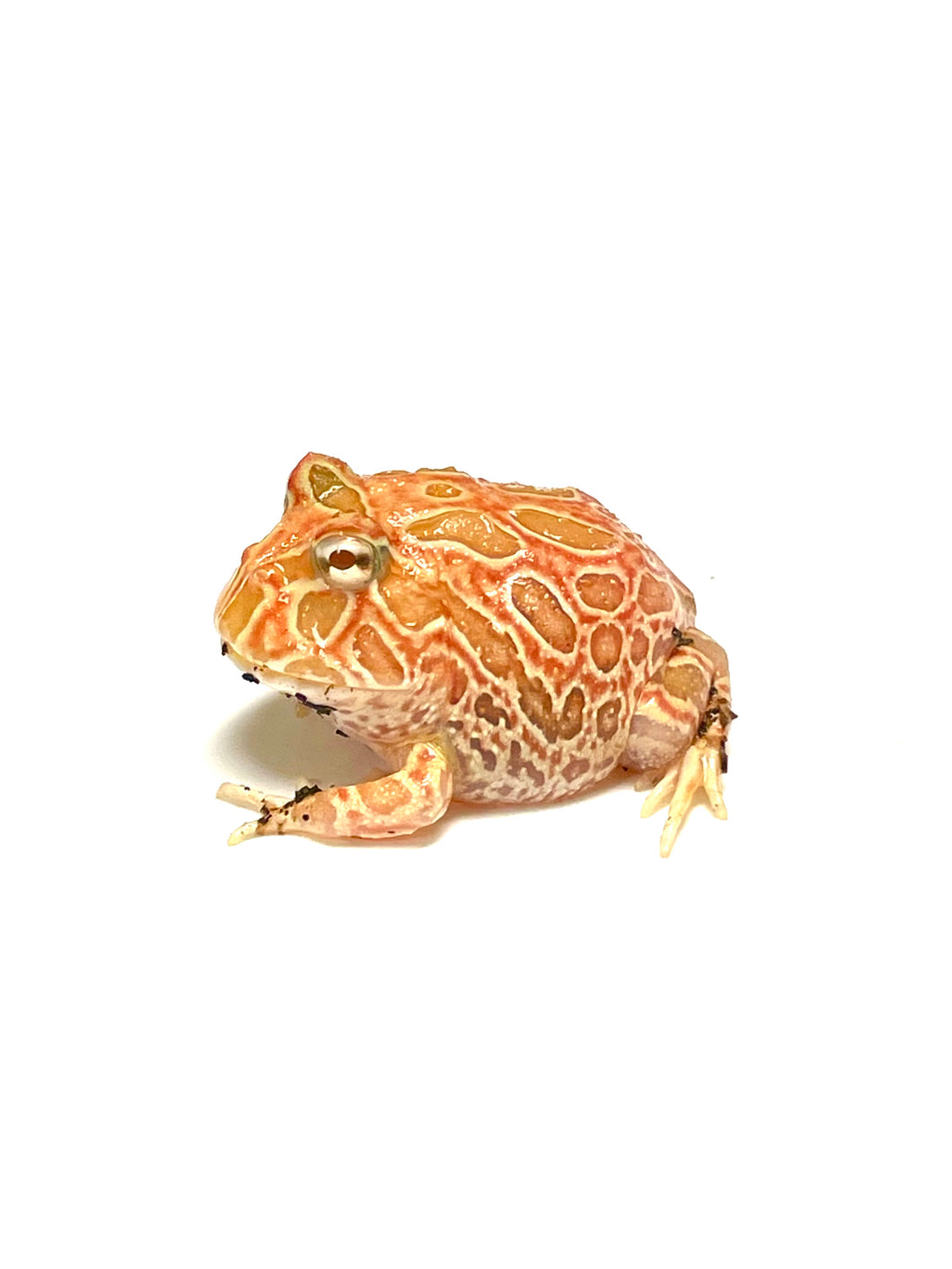Strawberry Albino Pacman Frog