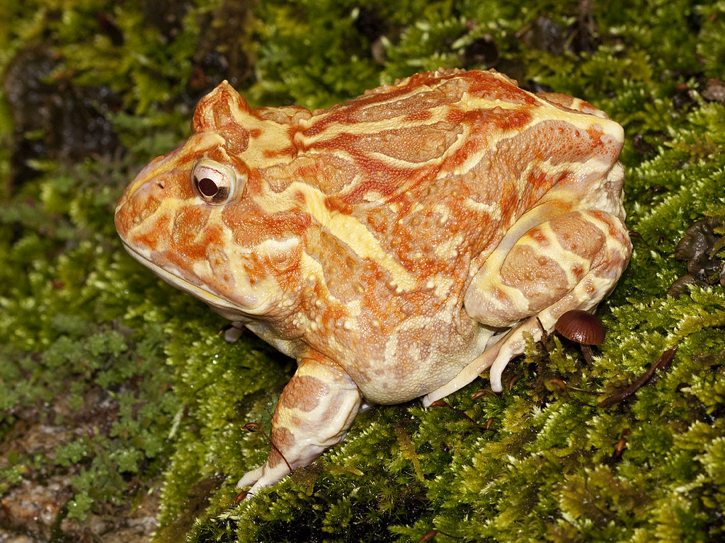 Pacman Frog, Argentine Wide Mouth Frog, Ceratophrys Ornata