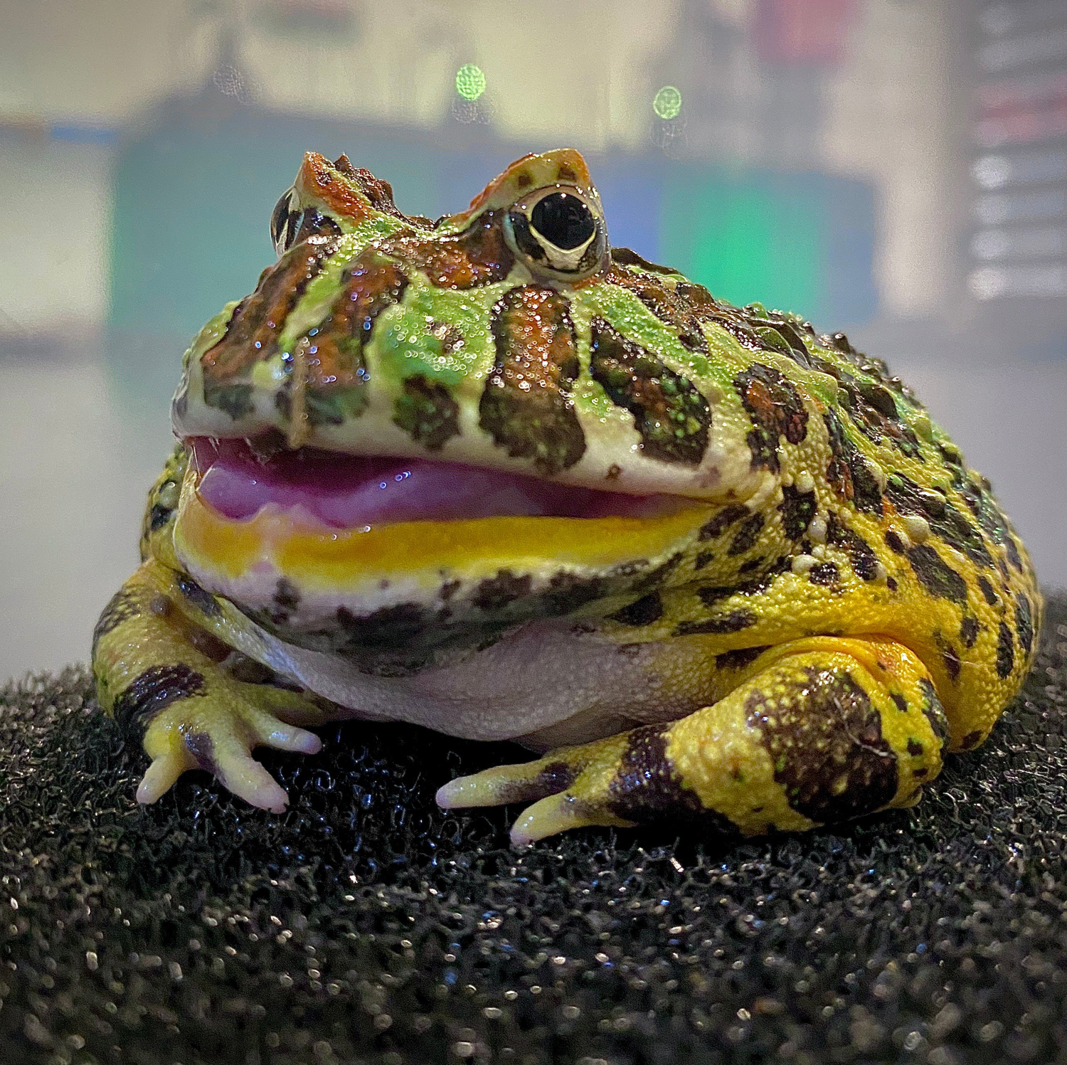 Pac Man Frog