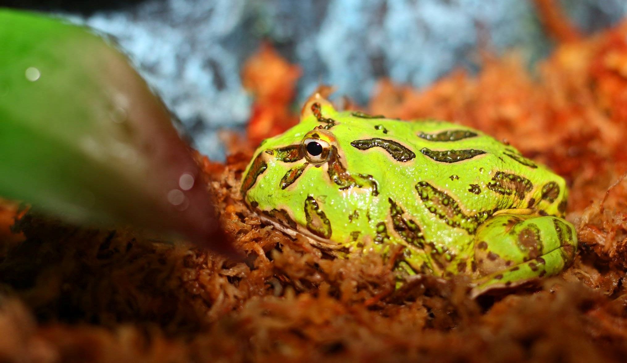 Learn how to set up heat mat in a Pacman frog enclosure. Pacman frog, Pacman, Frog