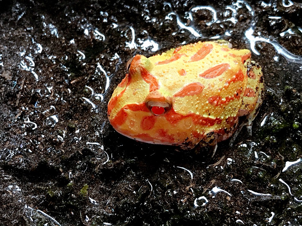 Step Pacman Frog Care: Are they good pets?