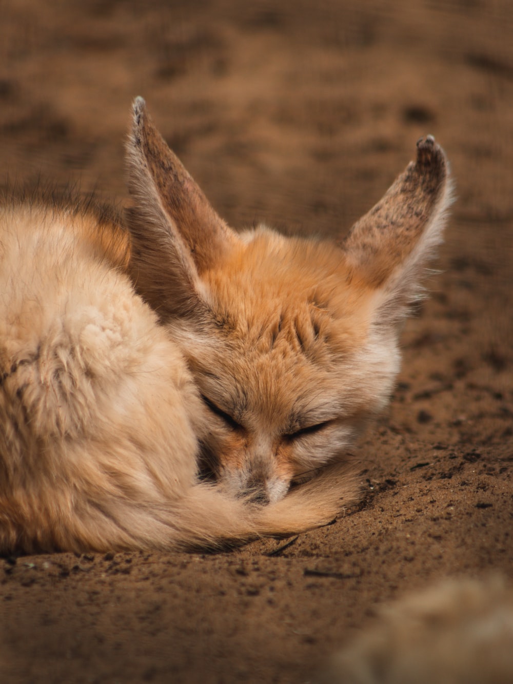 Fennec Fox Picture. Download Free Image