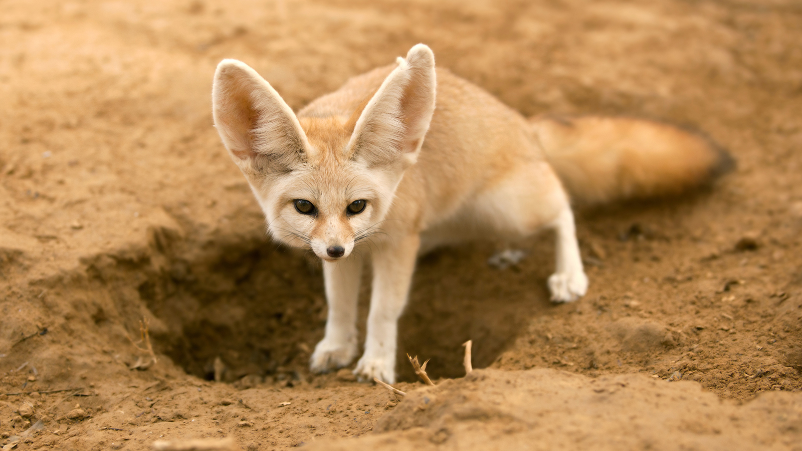Excellent HD Fennec Fox Wallpaper