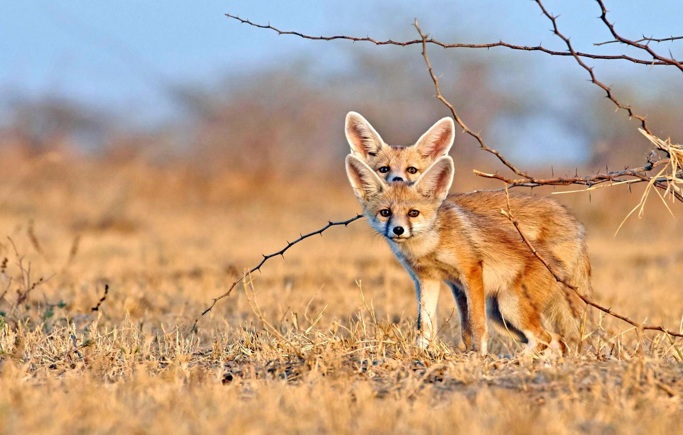 Wallpaper Fenech, Gujarat, desert Fox image for desktop, section животные
